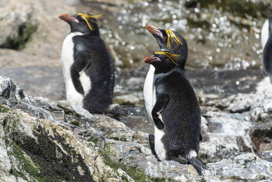 Pingüino Macaroni - islas Georgias del Sur 27.jpg
